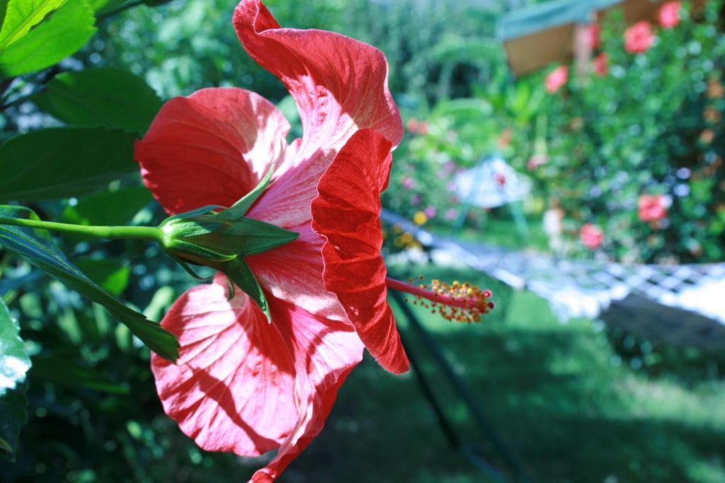 Cirali Armira Bungalow Стая снимка